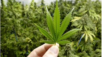 Legalizzazione della cannabis: i risultati terapeutici